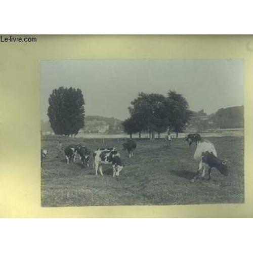 Une Photographie Originale, D Un Troupeau De Vaches Et De 2 Vachers... on Productcaster.