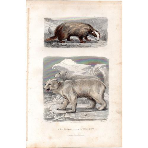 Gravure Animalière Buffon Gobin on Productcaster.