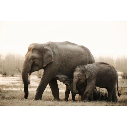 Tableau sur verre synthétique famille d'éléphants 65x97 cm on Productcaster.