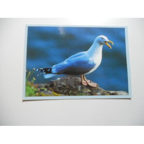 Theme Divers Carte Couleur Oiseaux Goeland Argente N°1-2006 De 1995... on Productcaster.