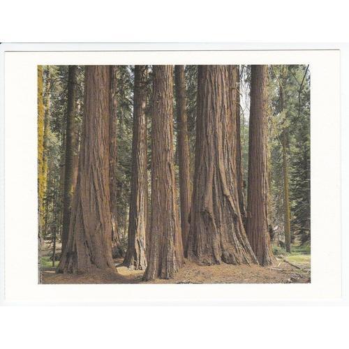 Carte Postale Californie - Giant Forest Area At Sequoia National Park on Productcaster.