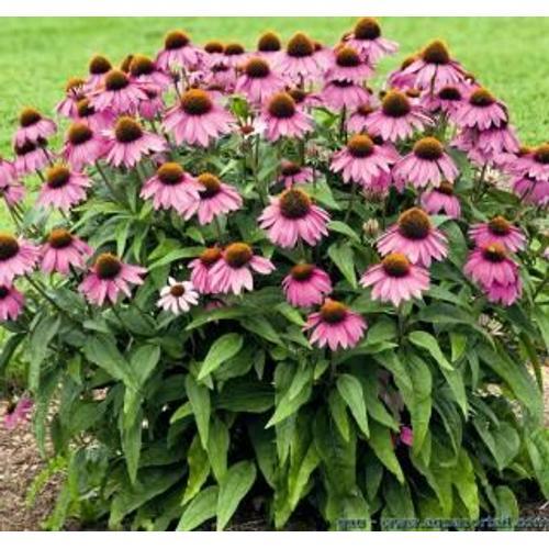 20 Graines Echinacea Purpurea Pourpre on Productcaster.