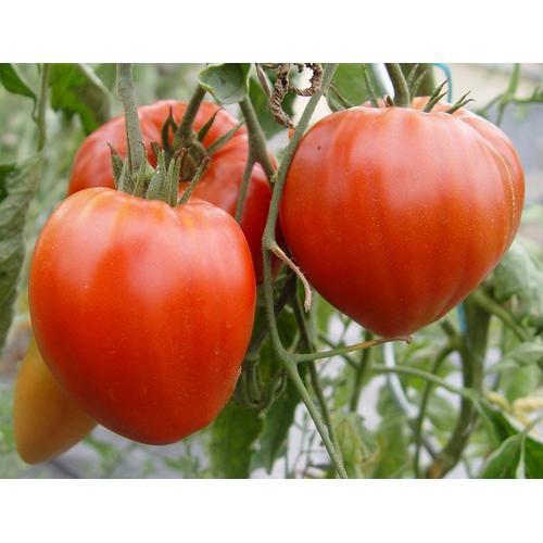 25 Graines De Tomate Coeur De Boeuf Méthode Bio Seeds Plante Légume... on Productcaster.