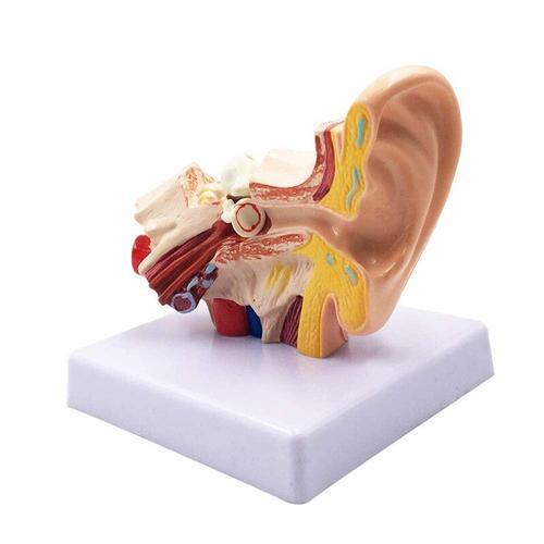 Modèle D'anatomie D'oreille Humaine 1,5x, Simulation De Structure D... on Productcaster.