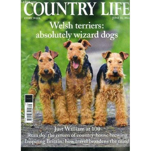 Country Life Welsh Terriers: Absolutely Wizard Dogs June 22, 2022 on Productcaster.