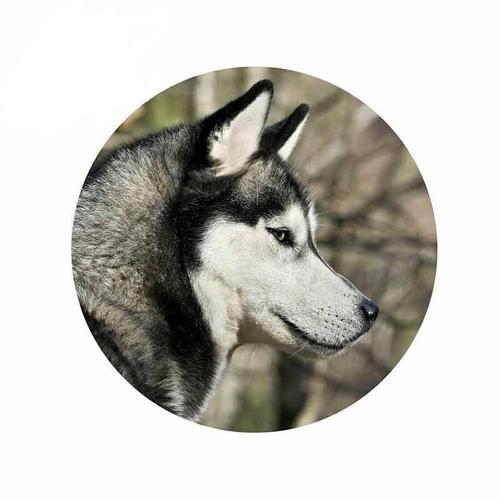 Autocollant 3d Étanche Pour Camion Et Voiture, Pour Chien Husky De ... on Productcaster.