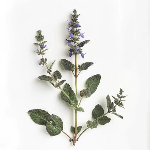 200 Graines D'hysope Officinale (Hyssopus Officinalis) - Semisauvag... on Productcaster.