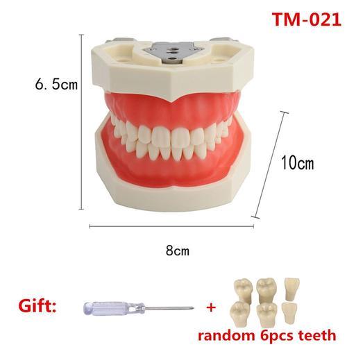 Dents De Modèle De Mâchoire Orthodontique Pour L'étude De La Dentis... on Productcaster.