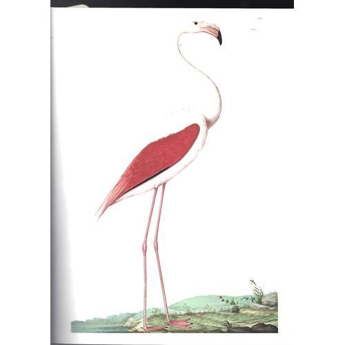 Le Flament Rose Planche Double . on Productcaster.