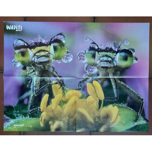 Poster Wapiti - Animaux Demoiselles - Bichon Havanais on Productcaster.