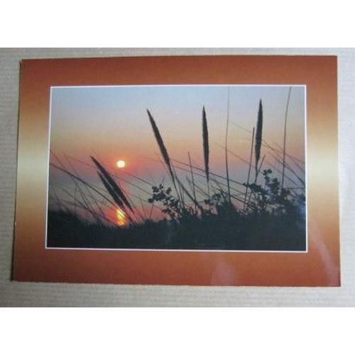 Carte Postale : Herbes Des Dunes on Productcaster.