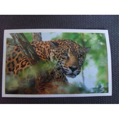 Jungle Mania N° 2 Jaguar *** Sticker Spécial *** on Productcaster.