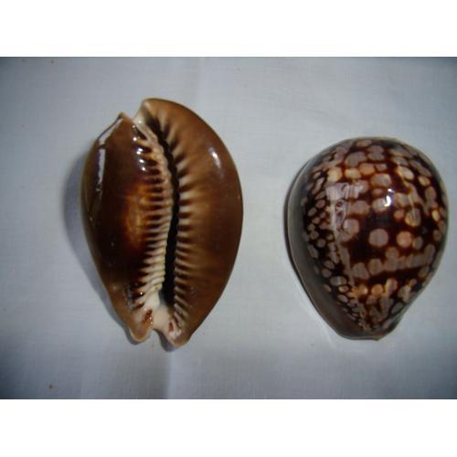 Cypraea Mauritiana on Productcaster.