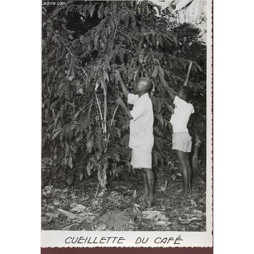 Photo-Carte De La Cote D'ivoire : Cueillette Du Cafe. on Productcaster.