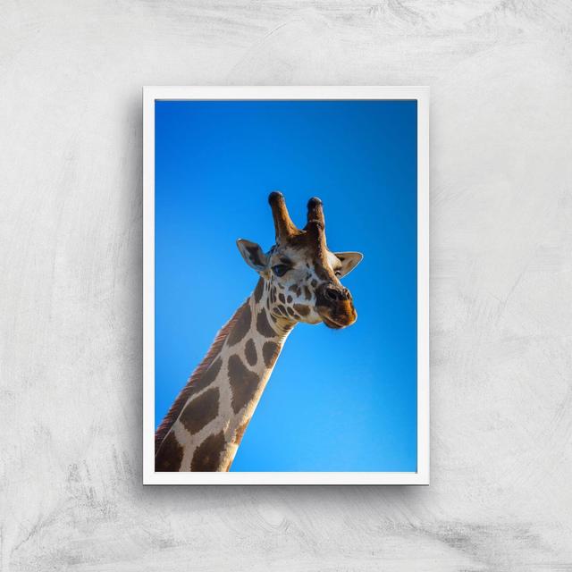 Giraffe Giclee Art Print - A2 - White Frame on Productcaster.