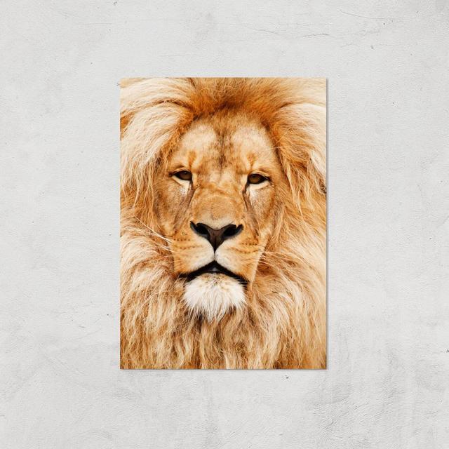 Majestic Lion Giclee Art Print - A3 - Print Only on Productcaster.