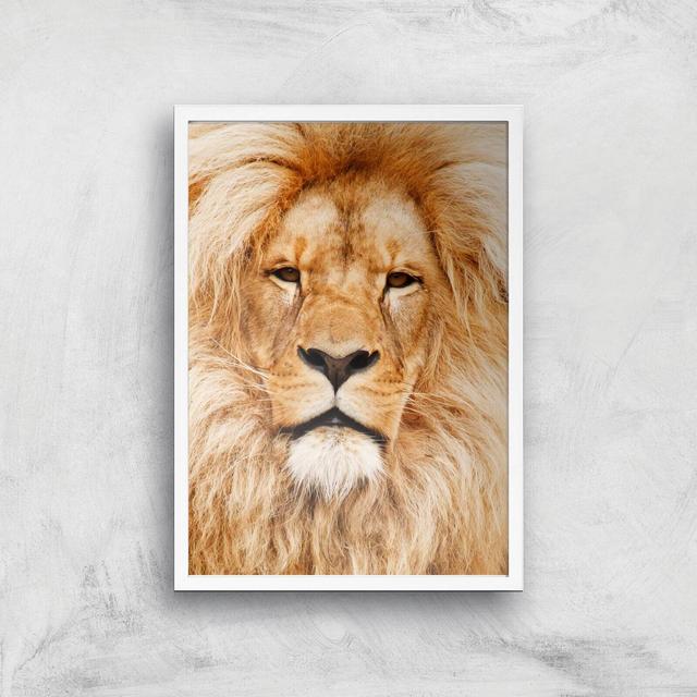 Majestic Lion Giclee Art Print - A2 - White Frame on Productcaster.