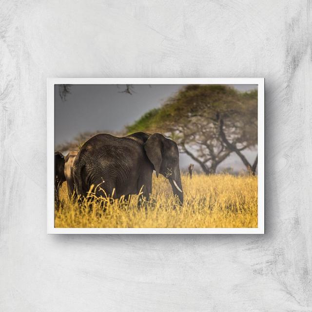 Elephant Giclee Art Print - A3 - White Frame on Productcaster.