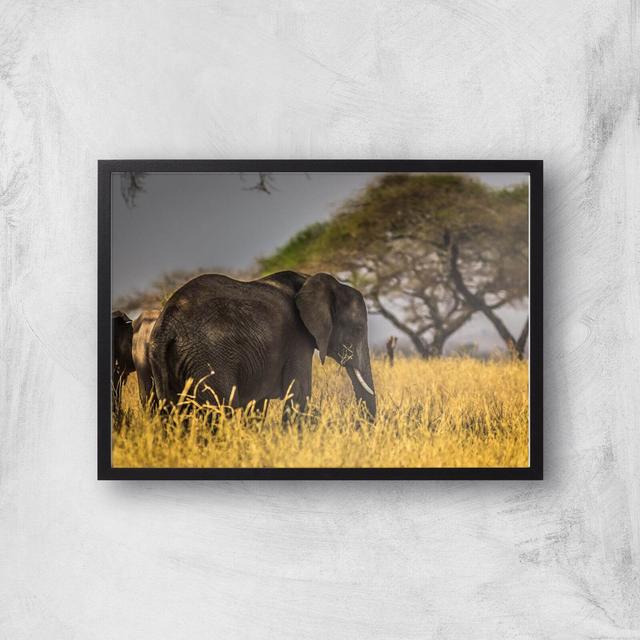 Elephant Giclee Art Print - A3 - Black Frame on Productcaster.