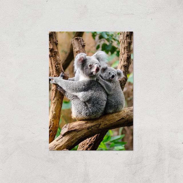 Koala Bear Giclee Art Print - A4 - Print Only on Productcaster.