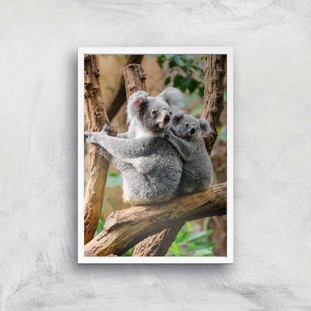 Koala Bear Giclee Art Print - A2 - White Frame on Productcaster.