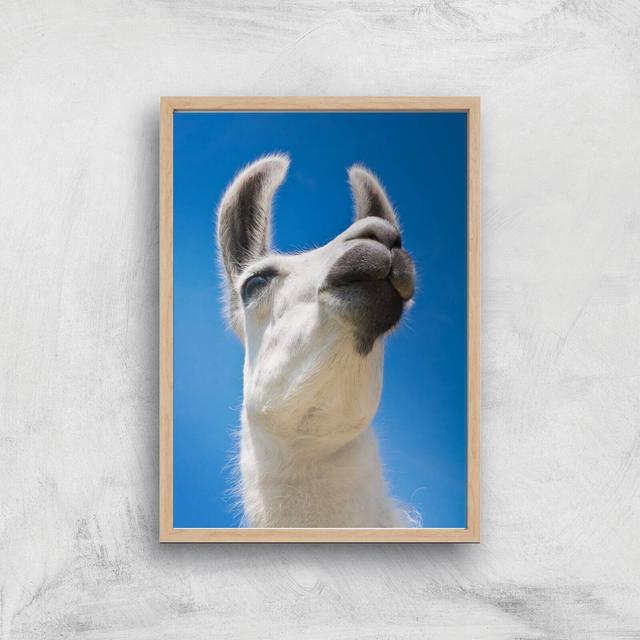 Llama Giclee Art Print - A3 - Wooden Frame on Productcaster.