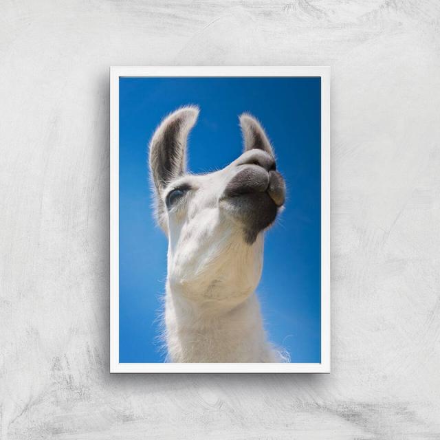 Llama Giclee Art Print - A3 - White Frame on Productcaster.