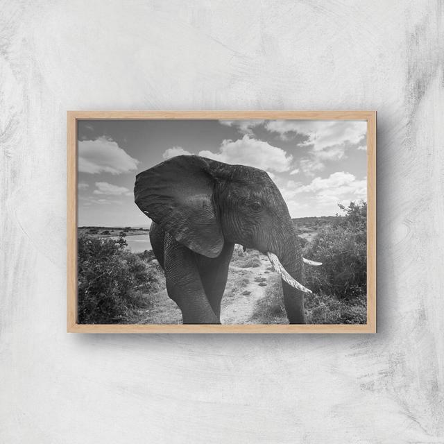 Majestic Elephant Giclee Art Print - A4 - Wooden Frame on Productcaster.