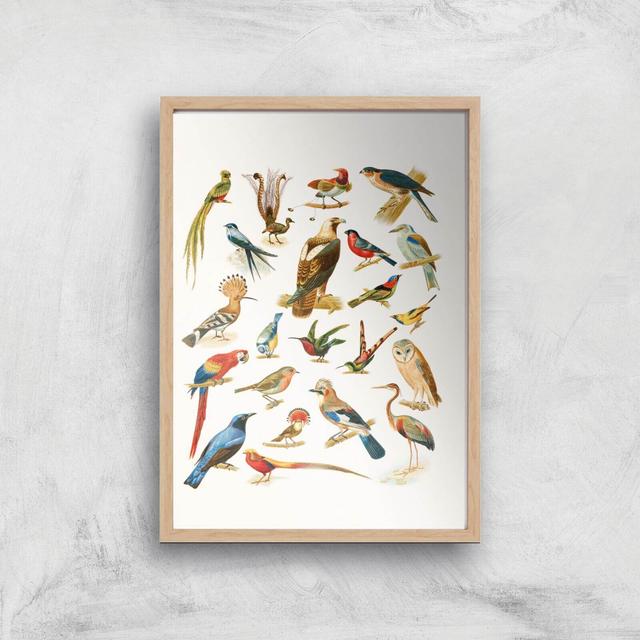 Researching Birds Giclee Art Print - A4 - Wooden Frame on Productcaster.