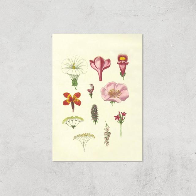 Researching Flowers Giclee Art Print - A2 - Print Only on Productcaster.