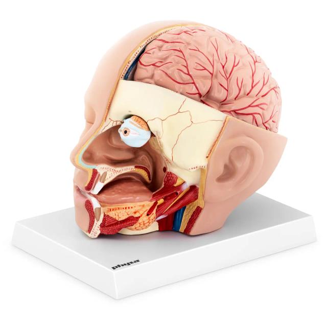 Anatomische schedel - gedemonteerd in 4 delen - originele maat | physa on Productcaster.