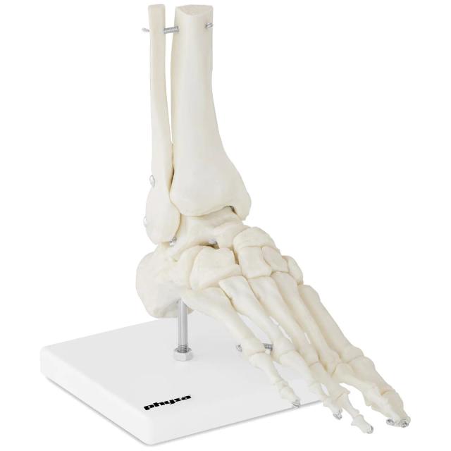 Fußskelett Modell - Anatomische Modelle physa on Productcaster.