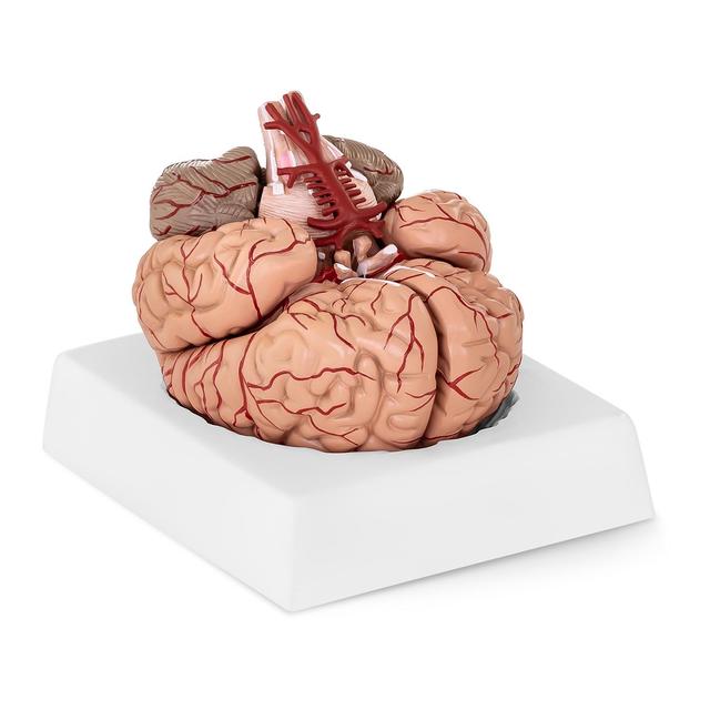 Model Brain 9 Segments Life Sized - Anatomy Models by Physa on Productcaster.