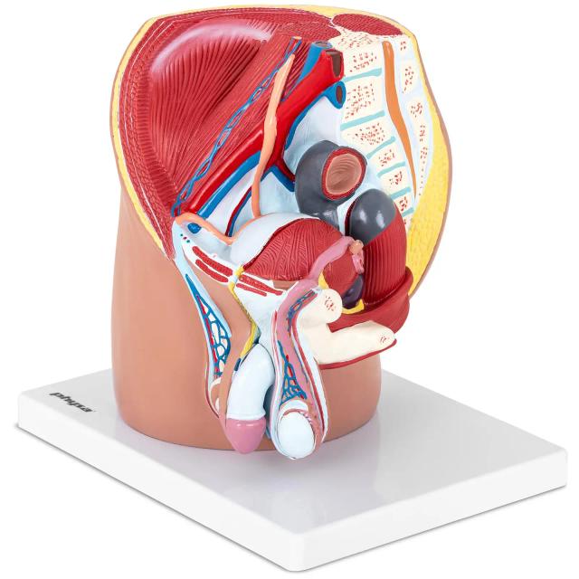 Model de pelvis - bărbat - separabil în 4 părți - în mărime naturală on Productcaster.