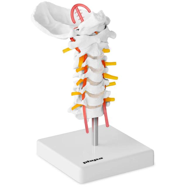 Model de coloană vertebrală cervicală - la scară naturală on Productcaster.