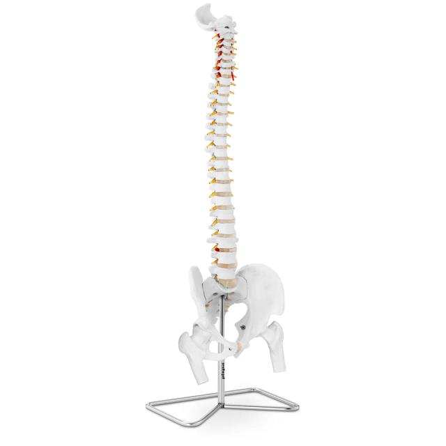 Model de coloană vertebrală cu pelvis on Productcaster.