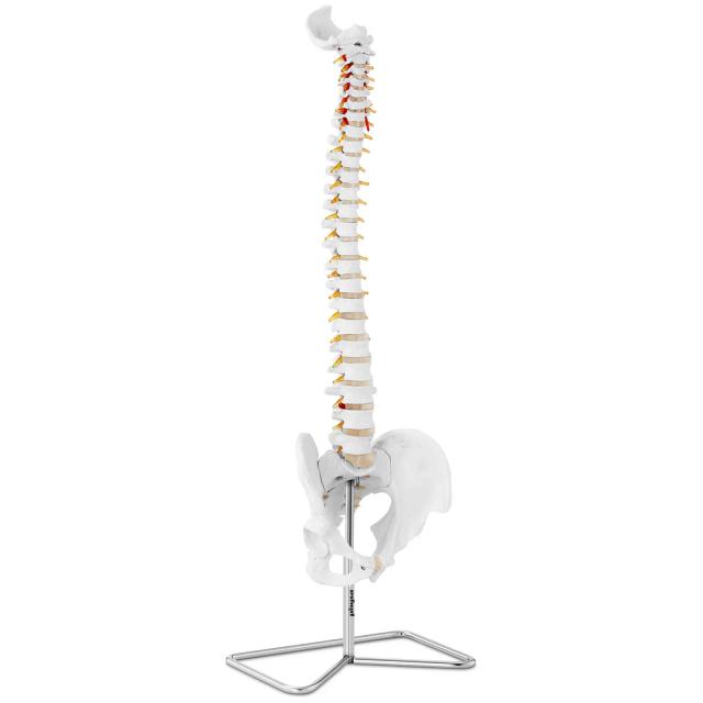 Model de coloană vertebrală cu pelvis - mărime naturală on Productcaster.