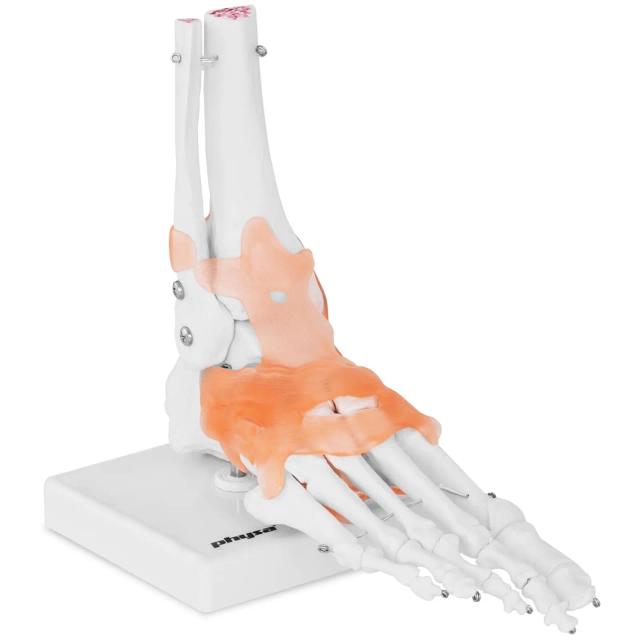 Model de schelet de picior - cu ligamente și articulații on Productcaster.