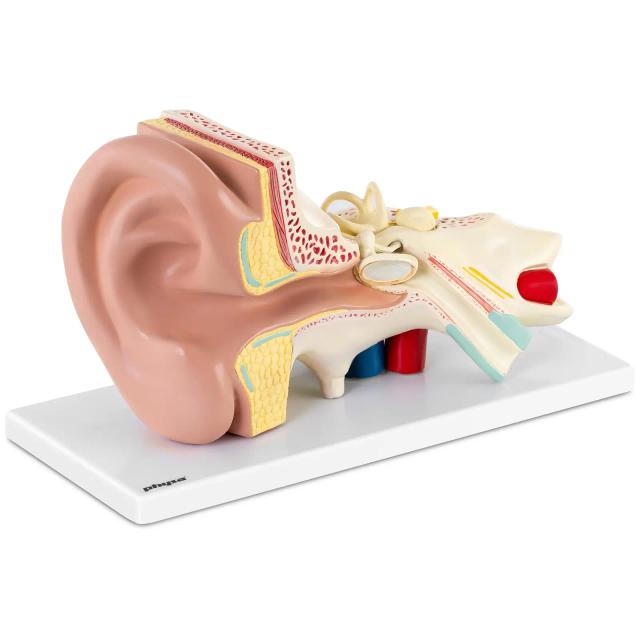 Model de ureche - demontabil în 4 părți - Dimensiune triplă on Productcaster.