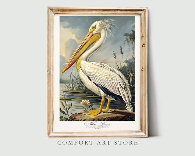 Audubon Style Vogel Druck Weißer Pelikan Druck. Poster Vogel von Amerika Liebhaber Geschenk Vintage Natur Retro Wand Kunst Pelikan Printable Wohnkultu on Productcaster.