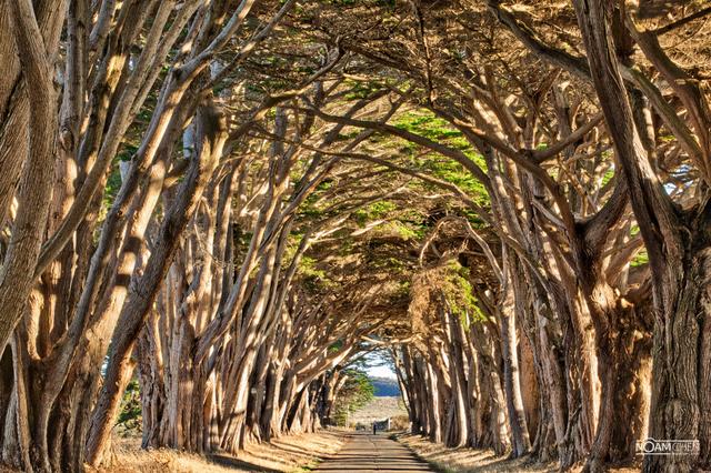 Cypress Tree Tunnel Druck, Natur Wandkunst Baumreihe on Productcaster.