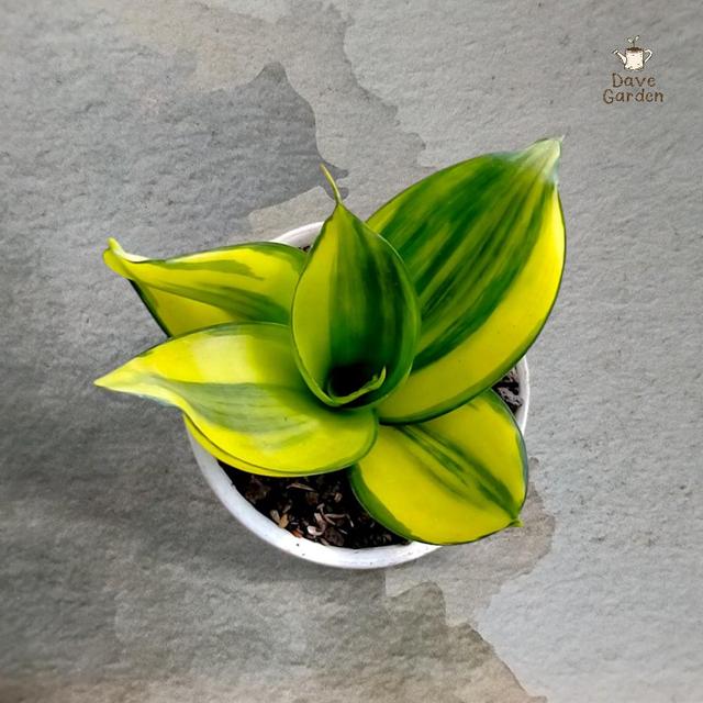 Sansevieria Green Mould Striata Variegated Big Size rare unique badevieria house plant new on Productcaster.